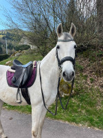 Vente de cheval : ORTIGON IV